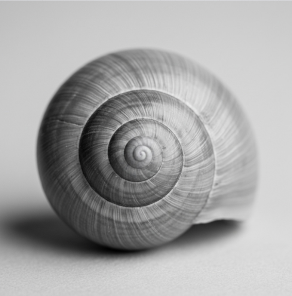 Schnecke